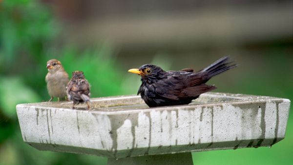 French Rooks Trained as Park Janitors