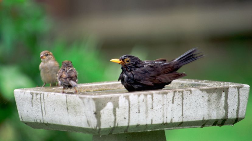 blackbird, sparrow, birdbath