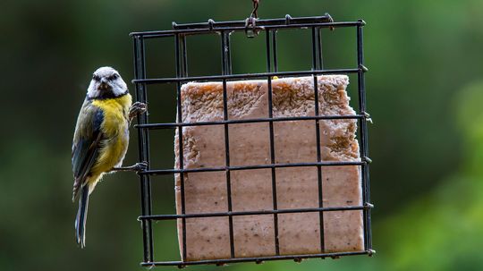 Why Is Suet Used in Birdfeed?