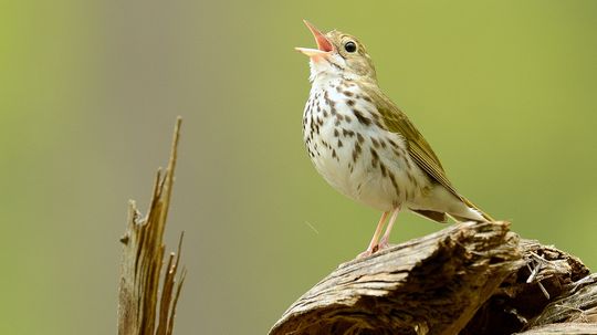 Only Birds Have a Syrinx and That's Why They Sing