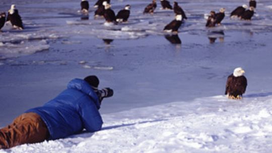 How Bird Photography Works