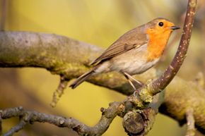 robin in tree