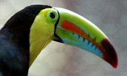 A toucan is pictured at the El Picacho municipal zoo in Honduras.