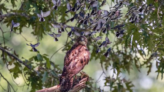 Birds, HowStuffWorks