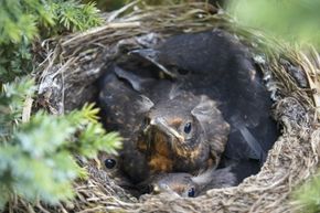 Four cuddling birds in nest curiously inspecting camera.