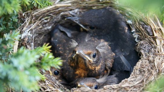 Will birds really abandon their young if humans disturb the nest?