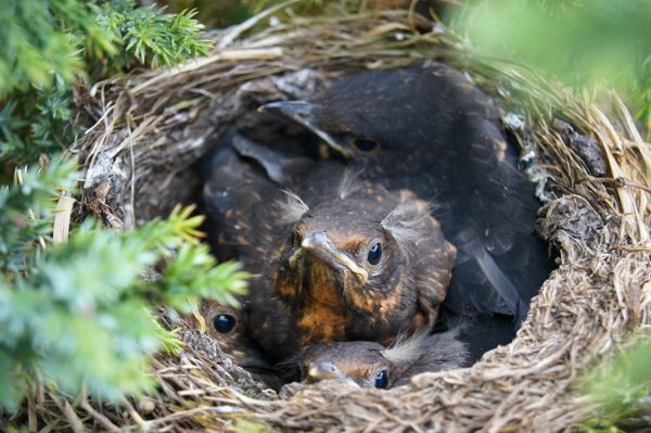 Four cuddling birds in nest curiously inspecting camera.