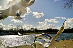 Birds fly around a body of water.