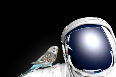 Blue parakeet in space
