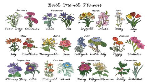 What Are the 12 Birth Flowers? | HowStuffWorks - Vimarsana News