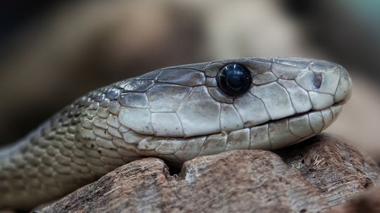 Don't Mess With the Black Mamba, One of the Deadliest Snakes Alive