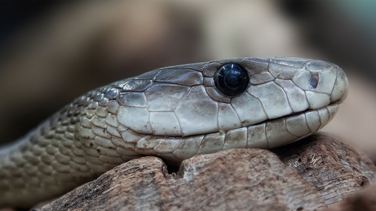 Black Mamba Fact vs. Fiction: Mythical Size and a Kiss of Death