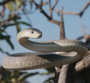 黑曼巴（Dendroaspis Polylepis）肖像，非洲最大的有毒蛇。“width=