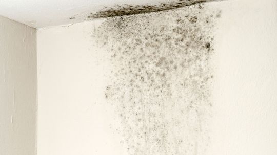 How Bad Is Black Mold, Really?
