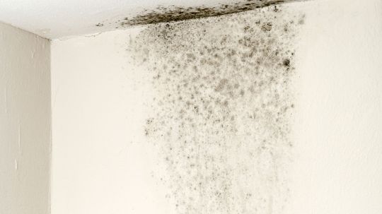 How Long Does It Take for Black Mold to Kill You?