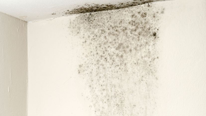 How Bad Is Black Mold Really Howstuffworks - How To Tell If Black Mold Is In Walls