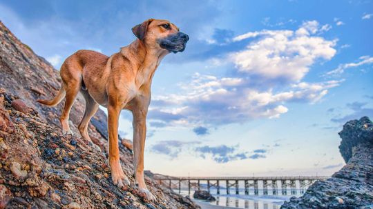 黑嘴坏蛋:敏感,但强烈的猎犬”border=