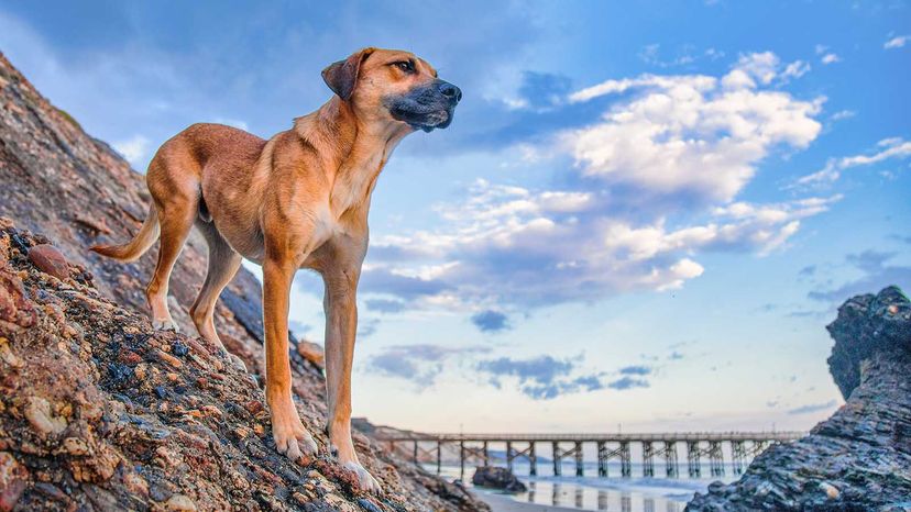 black mouth cur