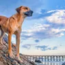 The Black Mouth Cur: The Sensitive but Strong Hunting Dog