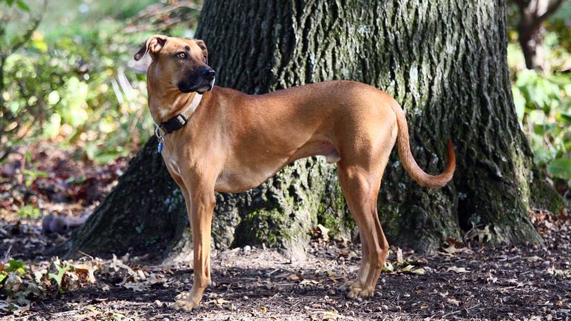 black mouth cur