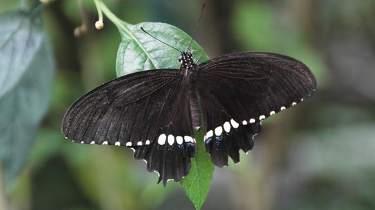 The Symbolism Behind Black Butterflies: What Do They Mean?