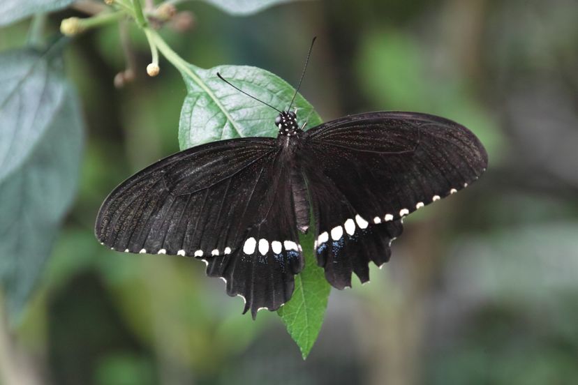 black butterfly meaning