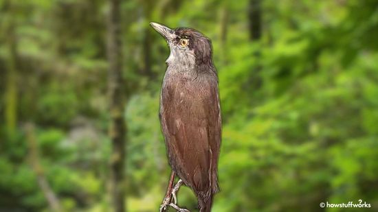 Black-browed胡言乱语的,一度被认为已经灭绝,又回来了”class=