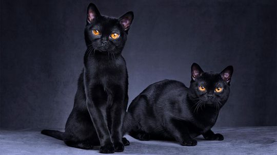 Why Are Black Cats Considered Unlucky?