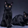 The Dark History of Black Cat Superstition