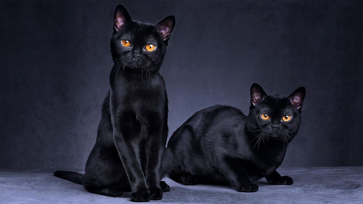 Why Are Black Cats Considered Unlucky? | HowStuffWorks