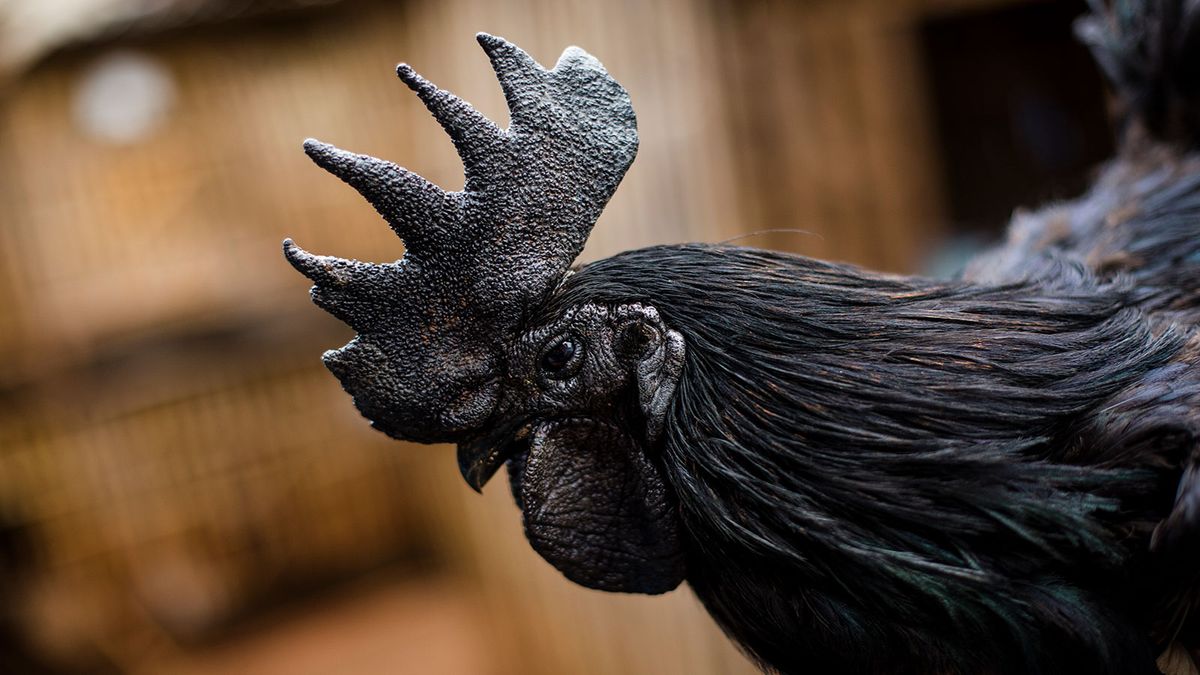 black chickens eggs