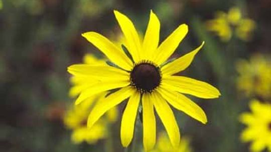 一年生黑眼苏珊，光荣雏菊＂width=