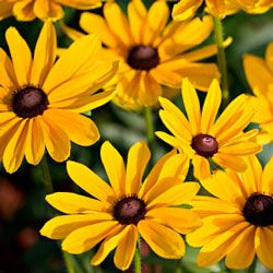 Black Eyed Susan Daisies. A summer field of daisies. Shallow DOF with focus on centre flower. State flower of Maryland.