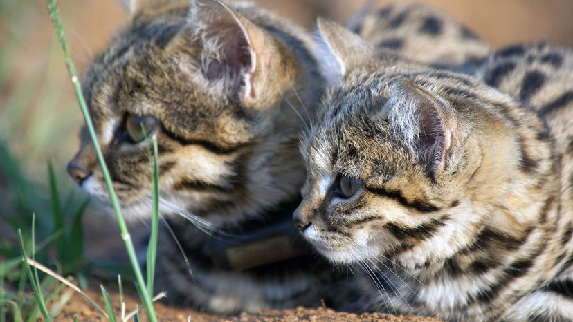 black-footed cat