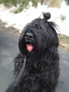 Black Russian Terrier