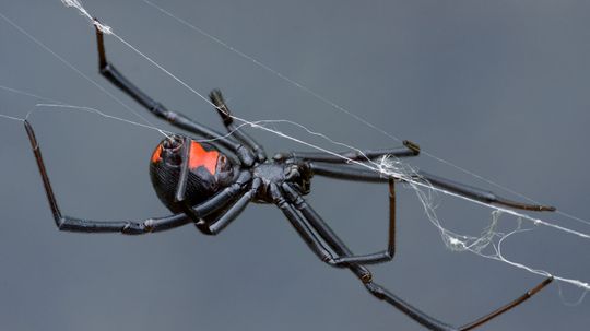 Can a Black Widow Spider Kill You?“border=