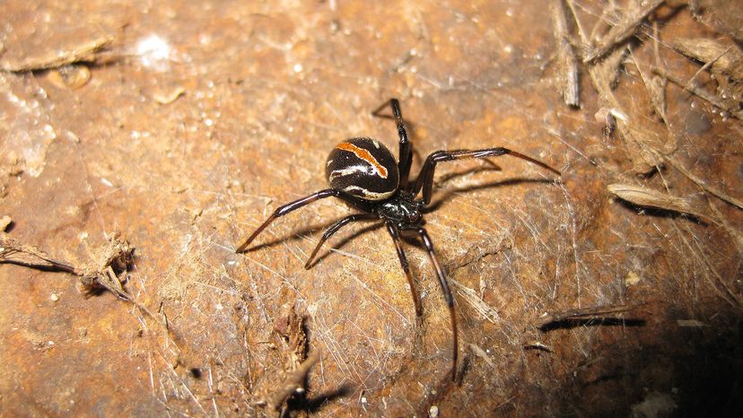 male black widow