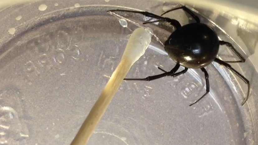 Black Widow Spider Bite Can Kill Pets if You Don't Act Fast