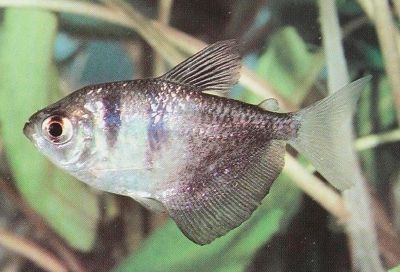 Black Tetra