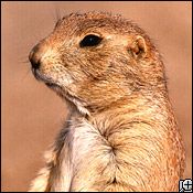 black-tailed prairie dog