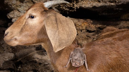 Meet the Real Vampires of the Animal Kingdom