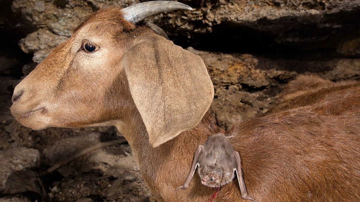 Meet the Real Vampires of the Animal Kingdom
