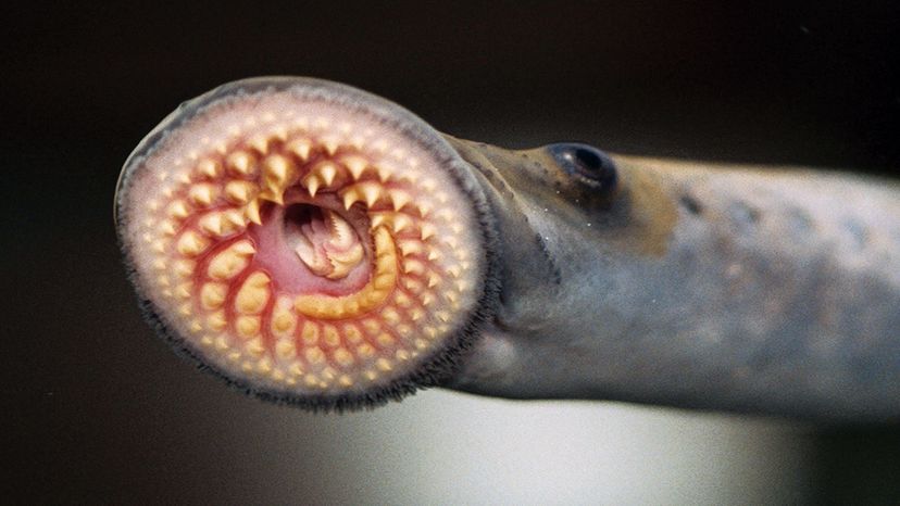 Meet the Real Vampires of the Animal Kingdom