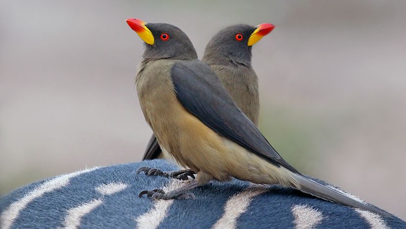 African oxpeckers