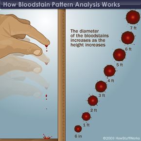 As height increases, so does the diameter of the blood drop
