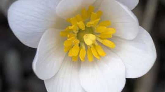 Bloodroot