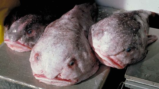 Blobfish：世界上最丑的动物还是某人的爷爷？“border=