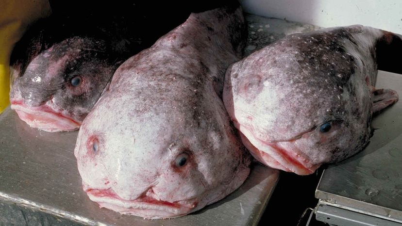 This is what a blobfish looks underwater (left) before getting dragged out  of water on land (