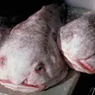 Is the Blobfish Unjustly Cast as the World's Ugliest Animal?