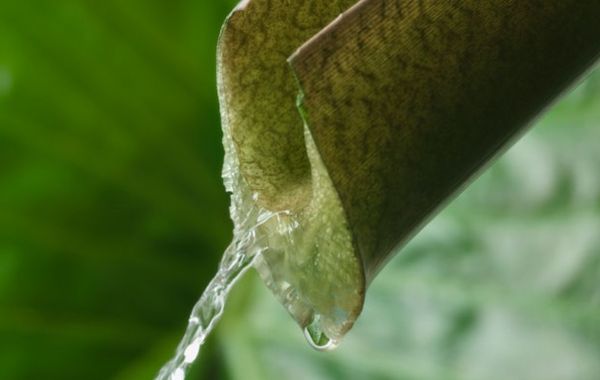 Close-up of vibrant green leaf in nature.